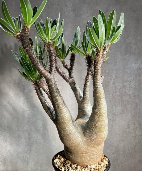 パキポディウム グラキリス　Pachypodium gracilius 　発根済　(商品番号gk-86)