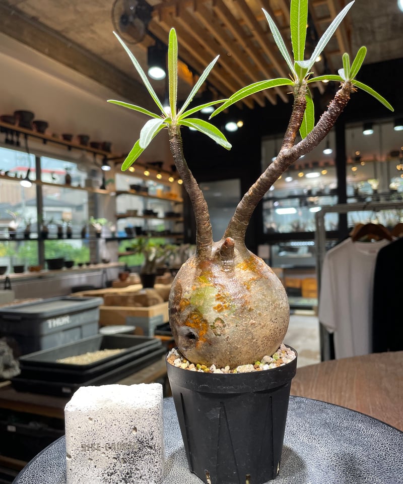 パキポディウム グラキリス Pachypodium gracilius 発根済 (gk-52