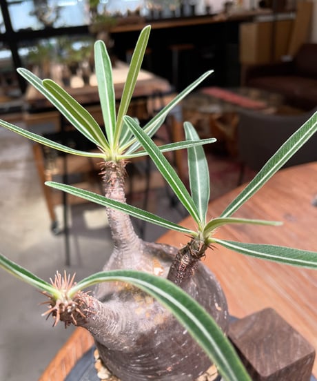 パキポディウム グラキリス　Pachypodium gracilius 　発根済　(gk-386)