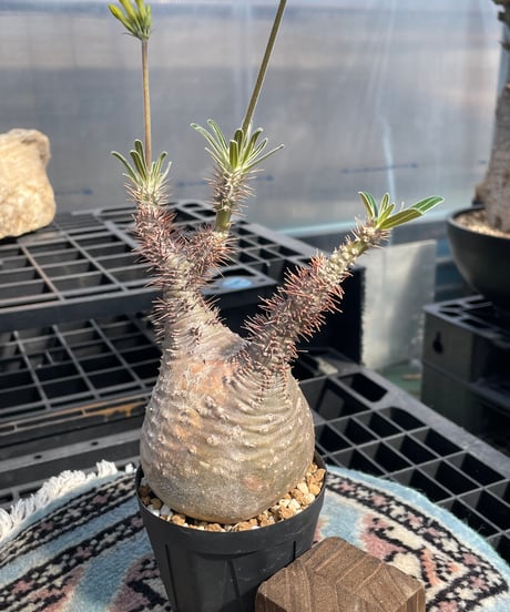 パキポディウム グラキリス　Pachypodium gracilius 　発根済　(gk-415)
