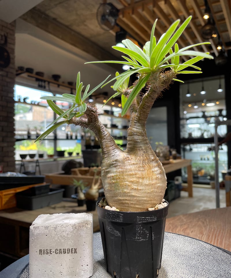 パキポディウム グラキリス Pachypodium gracilius 発根済 (gk-48