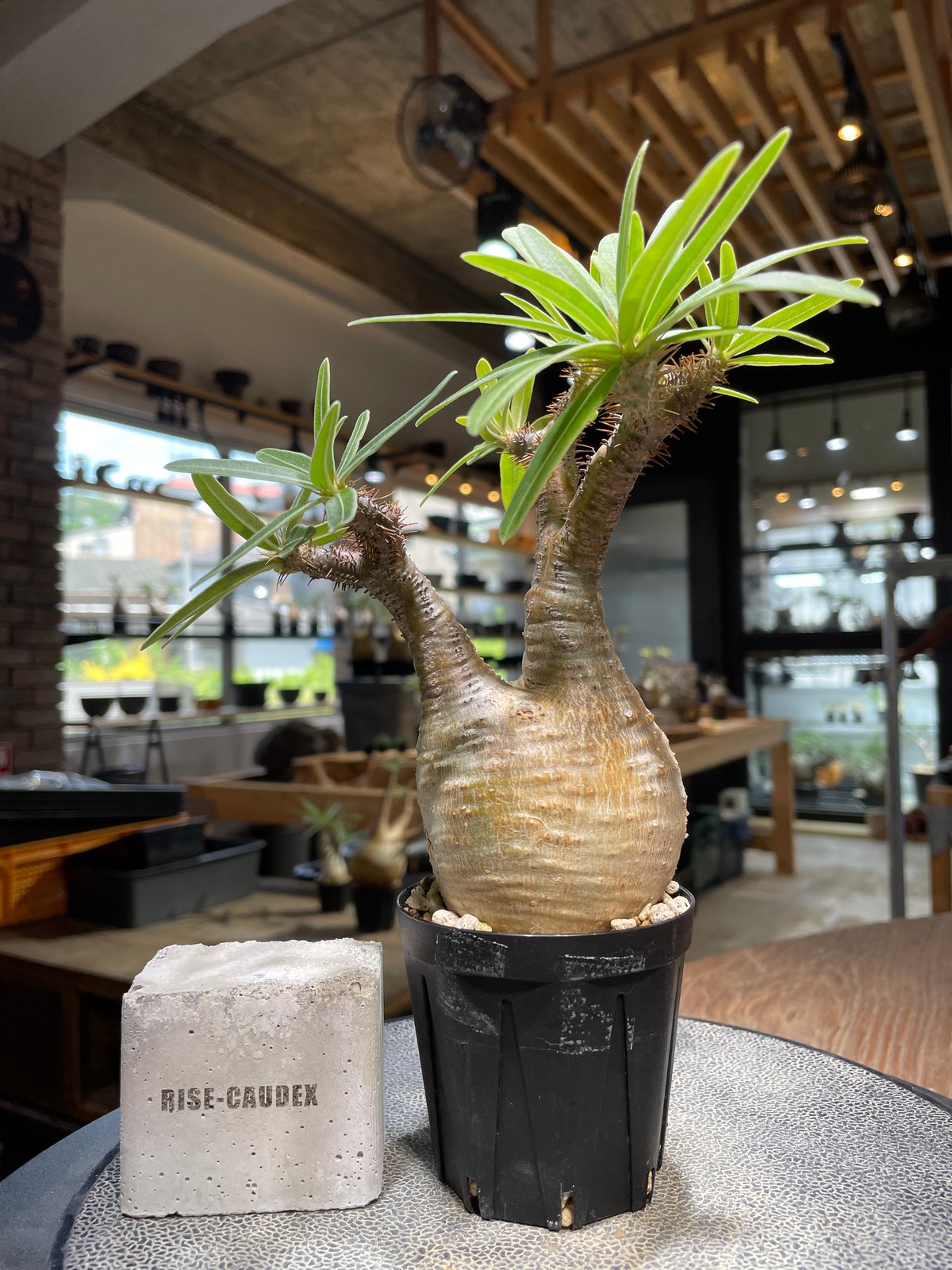 パキポディウム　グラキリス　大株　発根済み 園芸ネット本店｜パキポディウム：グラキリス（発根済み株）3.5号（G29