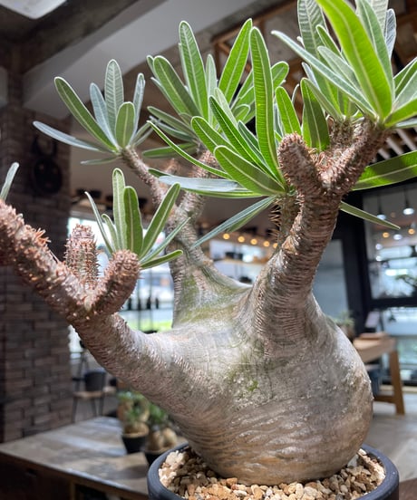 パキポディウム グラキリス　Pachypodium gracilius 　発根済　(gk-479)