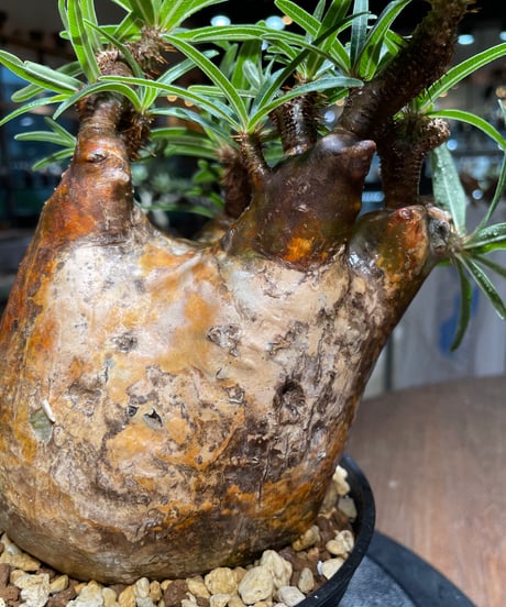 パキポディウム グラキリス　Pachypodium gracilius 　発根済　(gk-515）