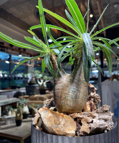 パキポディウム グラキリス　Pachypodium gracilius 　発根済　(gk-514valiem）