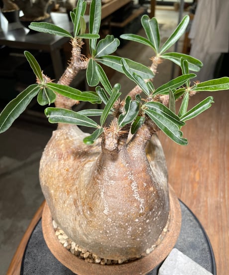 パキポディウム グラキリス　Pachypodium gracilius 　発根済　(gk-561)鉢：姫野翔太