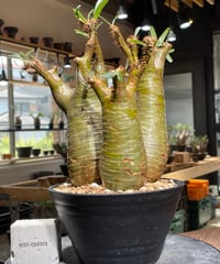 パキポディウム グラキリス 2頭 Pachypodium gracilius 発根済 (商品