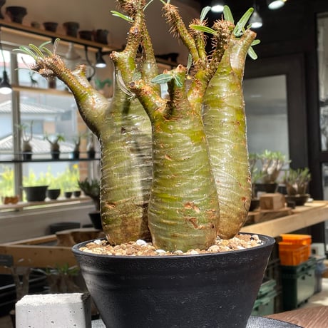 パキポディウム　グラキリス　特大株　発根済み　パキプス　アガベ なんと！ パキプスが花咲きました🌼 パキプスって雄雌あると思う