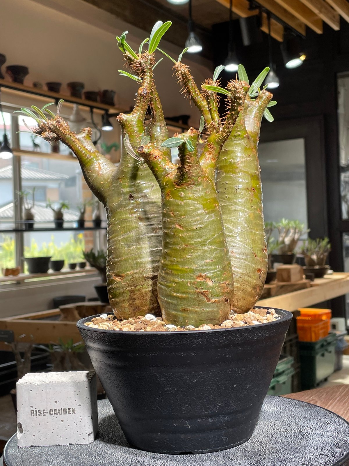 ■パキポディウム グラキリス/Pachypodium/塊根部8cm/19cm パキポディウム グラキリス 多頭 Pachypodium gracilius 発根済