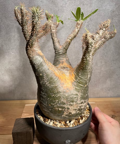 パキポディウム グラキリス　Pachypodium gracilius 　発根済　(商品番号gk-57valiem)  VALIEM 　BOWL　sizeL　(VALIEMタグ付き)