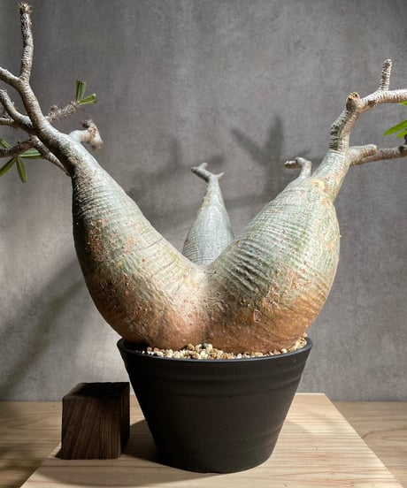 パキポディウム グラキリス　Pachypodium gracilius 　発根済　(商品番号gk-94)