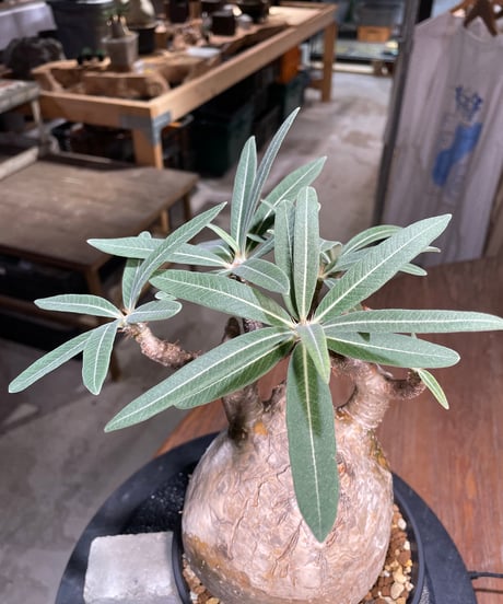 パキポディウム グラキリス　Pachypodium gracilius 　発根済　(gk-314)