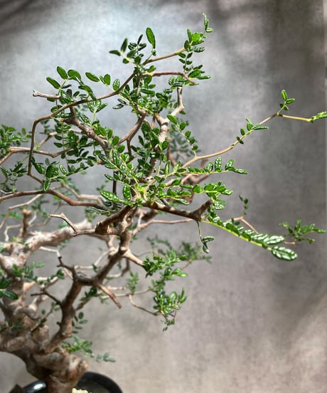 コミフォラ モンストローサ /Commiphora monstrosa　発根済　 (幹幅約3.5cm)　(商品番号mr-11)