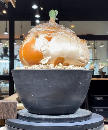 CATEGORY その他 | RISE-CAUDEX ONLINE STORE