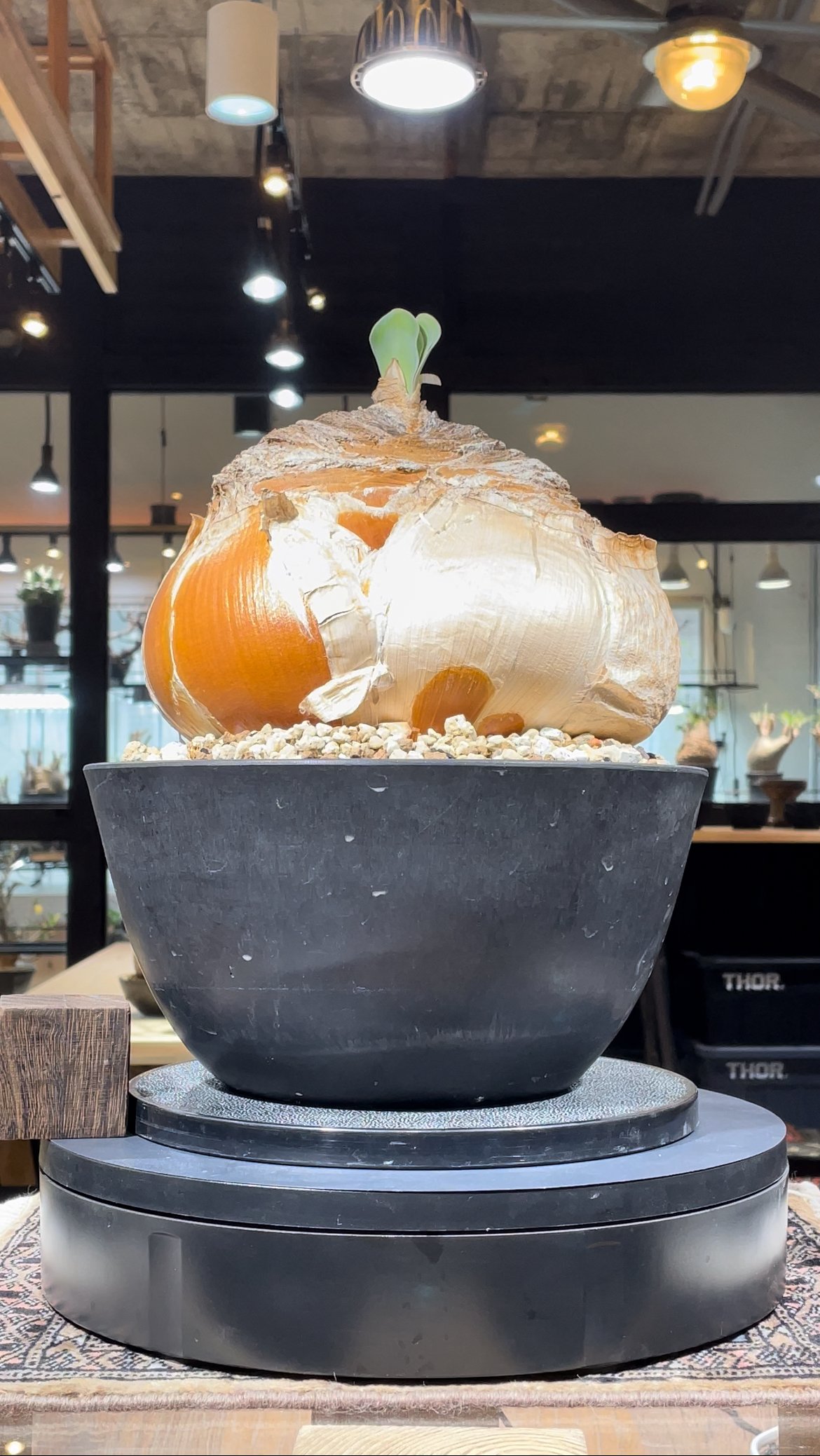 ブーファン ハエマンソイデス 発根済 (bh-003) | RISE-CAUDEX ONLI