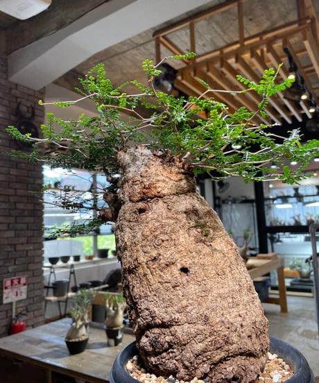 オペルクリカリア パキプス／Operculicarya pachypus　発根済　(商品番号PP-109)　(塊根幅約14㎝)