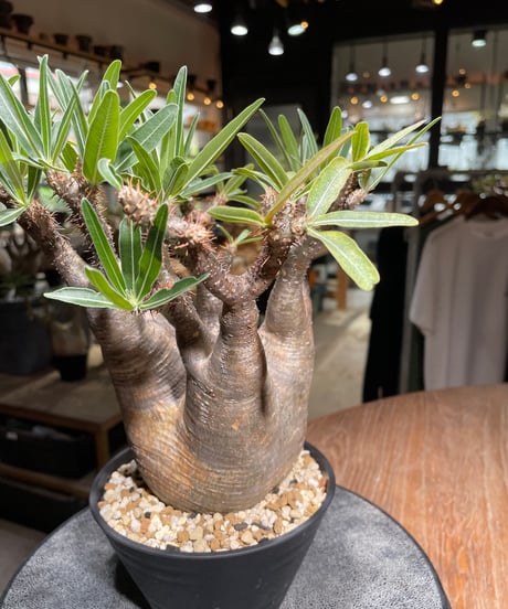 パキポディウム グラキリス　Pachypodium gracilius 　発根済　(gk-531)