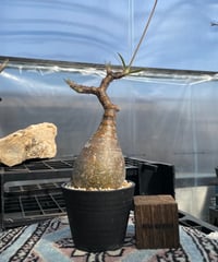 パキポディウム グラキリス　Pachypodium gracilius 　発根済　(gk-419)