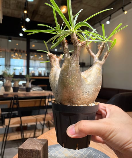 パキポディウム グラキリス　Pachypodium gracilius 　発根済　(gk-404)