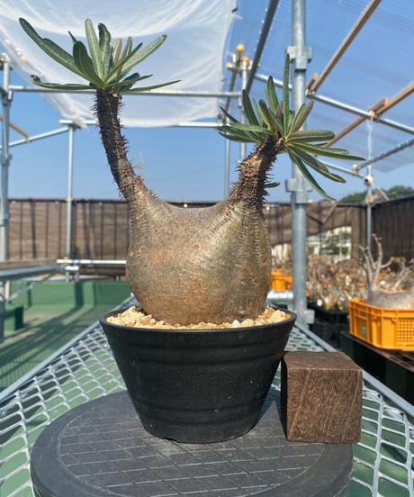 パキポディウム グラキリス　Pachypodium gracilius 　発根済　(商品番号gk-141)