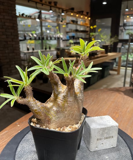 パキポディウム グラキリス　Pachypodium gracilius 　発根済　(gk-421)