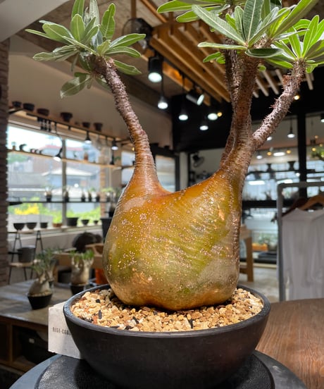 パキポディウム グラキリス　Pachypodium gracilius 　発根済　(gk-485)