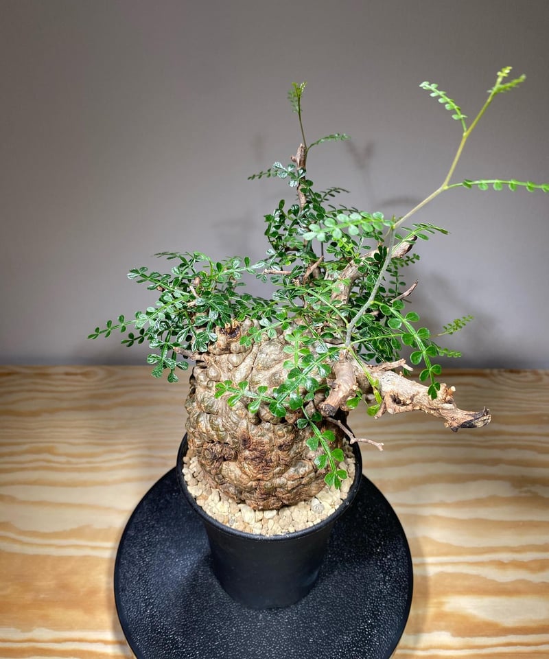 オペルクリカリア パキプス／Operculicarya pachypus 発根済 (商品番号P