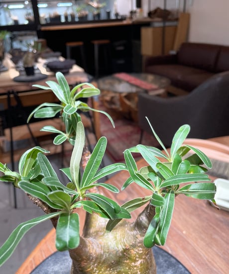 パキポディウム グラキリス　Pachypodium gracilius 　発根済　(gk-392)