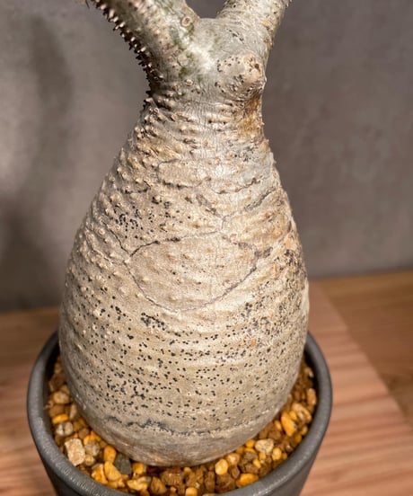 パキポディウム グラキリス　Pachypodium gracilius 　発根済　(商品番号gk-28valiem)  VALIEM 　BLOCK　sizeM　(VALIEM巾着、タグ付き)