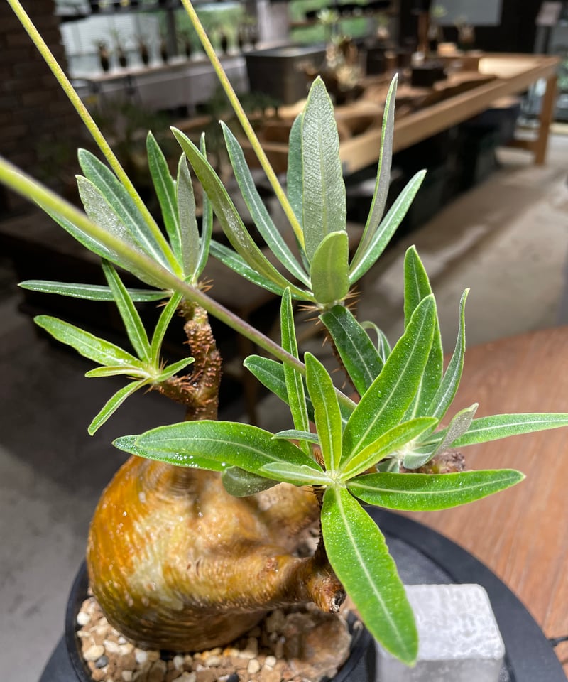 パキポディウム グラキリス Pachypodium gracilius 発根済 (gk-47