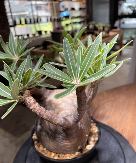 パキポディウム グラキリス　Pachypodium gracilius 　発根済　(gk-477)