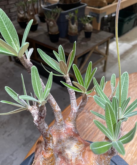 パキポディウム グラキリス　Pachypodium gracilius 　発根済　(gk-456）