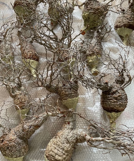 TK　パキプス　ベアルート CP117 オペルクリカリア パキプス ベアルート株 CP117 オペルクリ