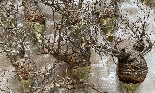 RISE-CAUDEX ONLINE STORE