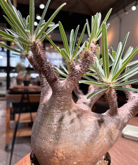 パキポディウム グラキリス　Pachypodium gracilius 　発根済　(gk-405)