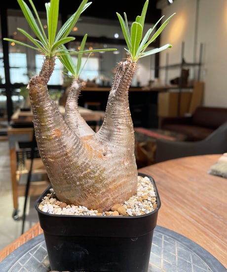 パキポディウム グラキリス　Pachypodium gracilius 　発根済　(gk-380)