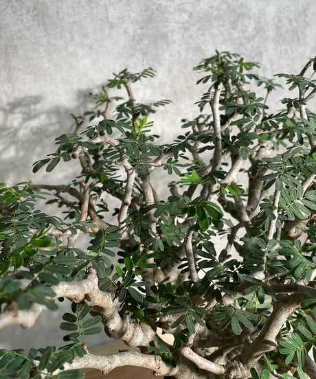 センナ メリディオナリス Senna meridionalis　発根済　(商品番号sm-11)