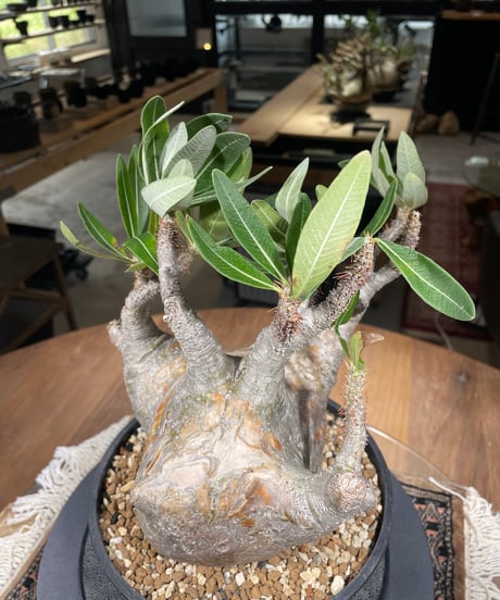 パキポディウム グラキリス　Pachypodium gracilius 　発根済　(gk-306)