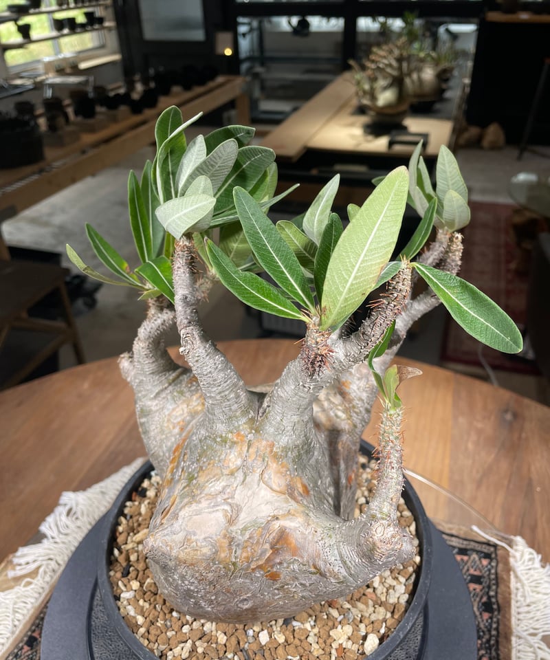 パキポディウム グラキリス Pachypodium gracilius ① パキポディウム グラキリス Pachypodium gracilius 発根済 (gk-29