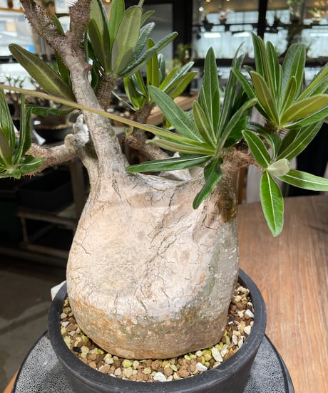 パキポディウム グラキリス　Pachypodium gracilius 　発根済　(gk-563)
