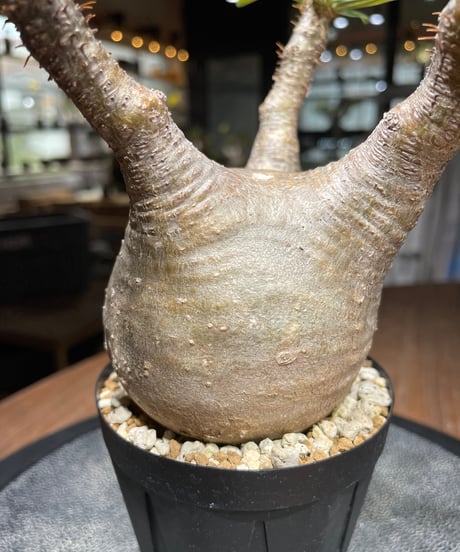 パキポディウム グラキリス　Pachypodium gracilius 　発根済　(gk-445）