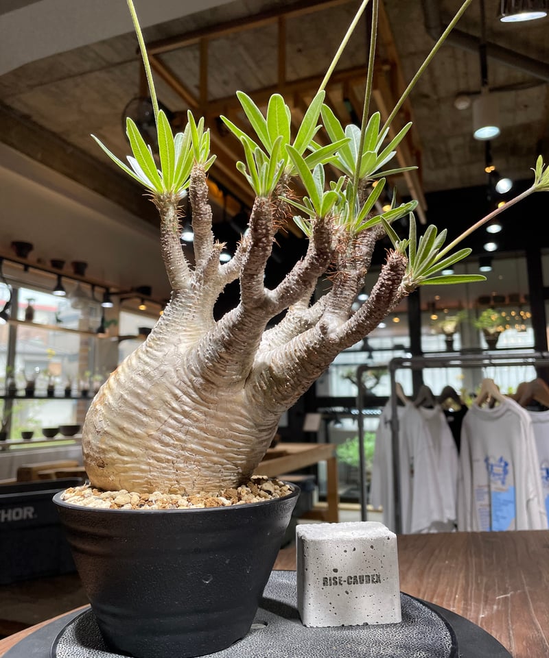 パキポディウム グラキリス 発根済 Pachypodium gracilius パキポディウム グラキリス Pachypodium gracilius 発根済 (gk-44