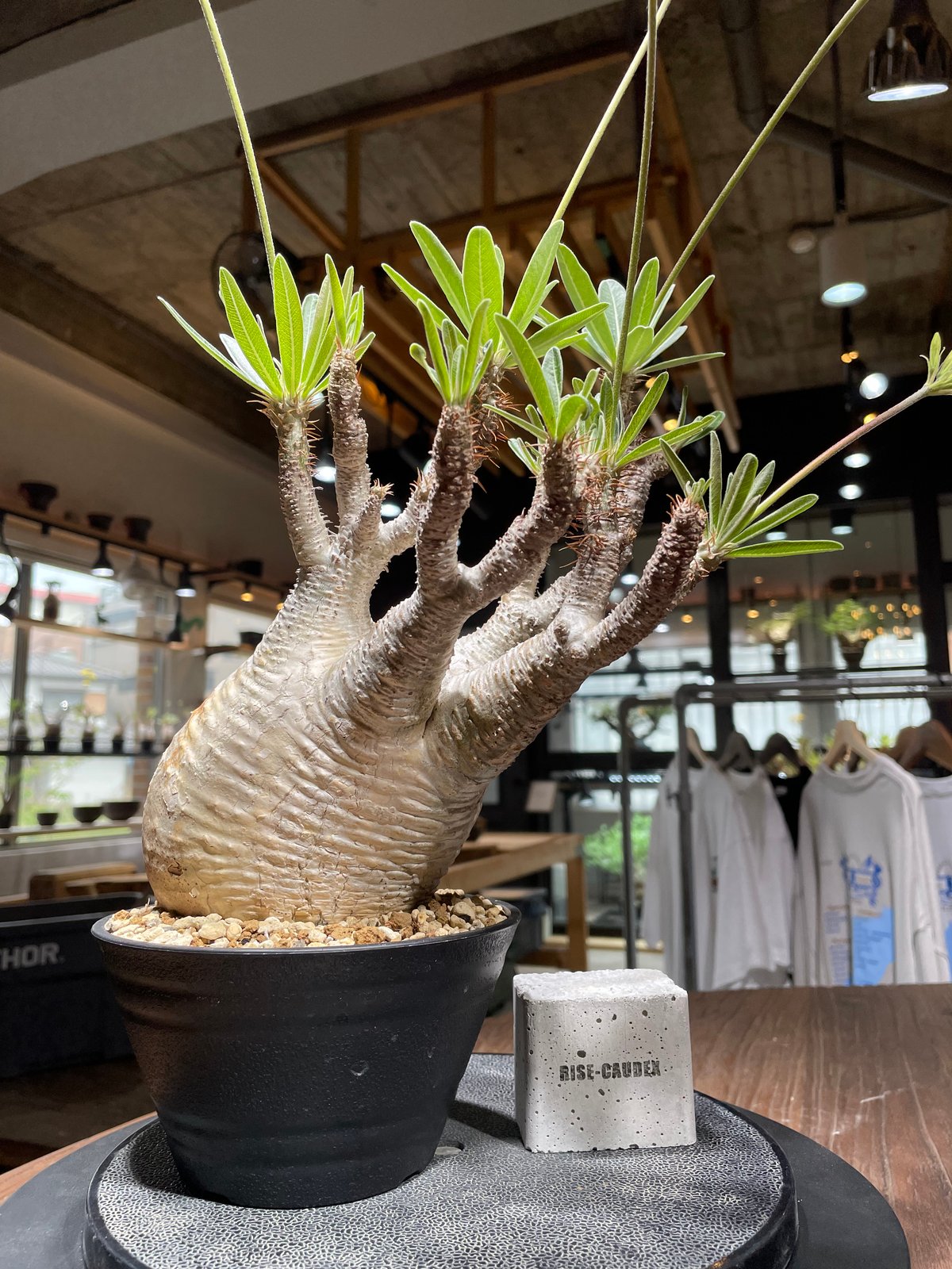 メ*ン様 パキポディウム　グラキリス パキポディウム グラキリス Pachypodium gracilius 発根済 (gk-44