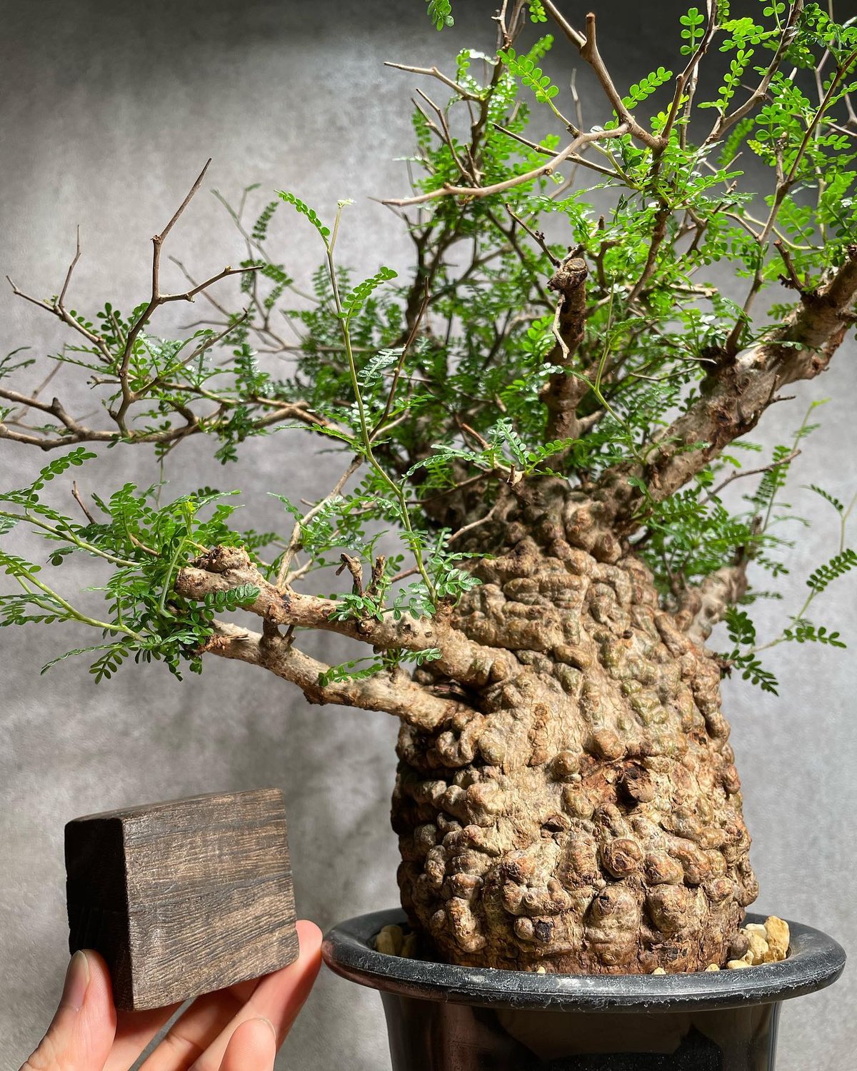 オペルクリカリア パキプス／Operculicarya pachypus 発根済 (商品番号P