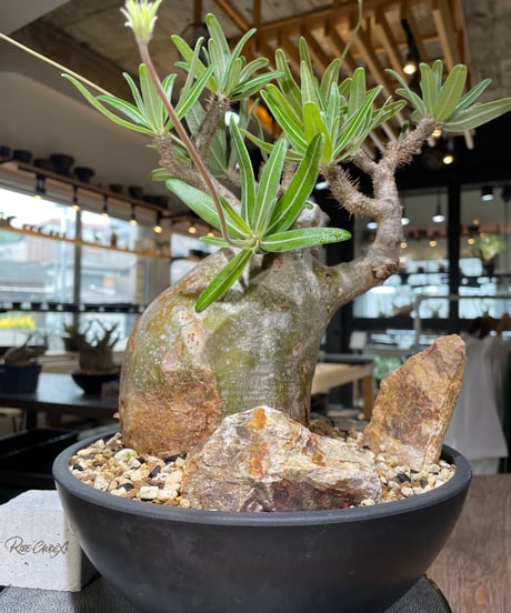 パキポディウム グラキリス　Pachypodium gracilius 　発根済　(gk-549)