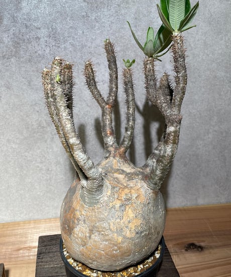 パキポディウム グラキリス　Pachypodium gracilius 　発根済　(商品番号gk-14)