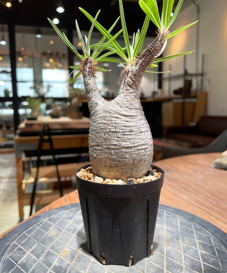 パキポディウム グラキリス　Pachypodium gracilius 　発根済　(gk-376)