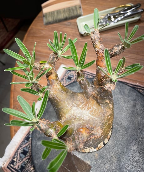 パキポディウム グラキリス　Pachypodium gracilius 　発根済　(gk-399)