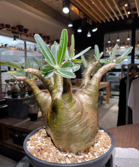 パキポディウム グラキリス　Pachypodium gracilius 　発根済　(gk-535)