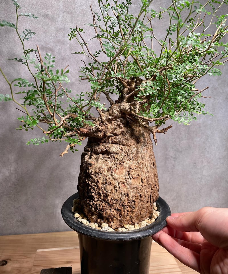 オペルクリカリア パキプス Operculicarya pachypus　C 14 発根済 Operculicarya Pachypus オペルクリカリア・パキプス